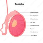 Profile picture of 3ggplant