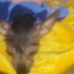 Profile picture of Corey