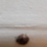 Profile picture of tobysligh